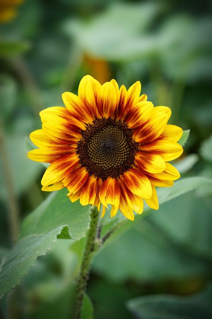 sunflower, beautiful flowers, flower-8142426.jpg